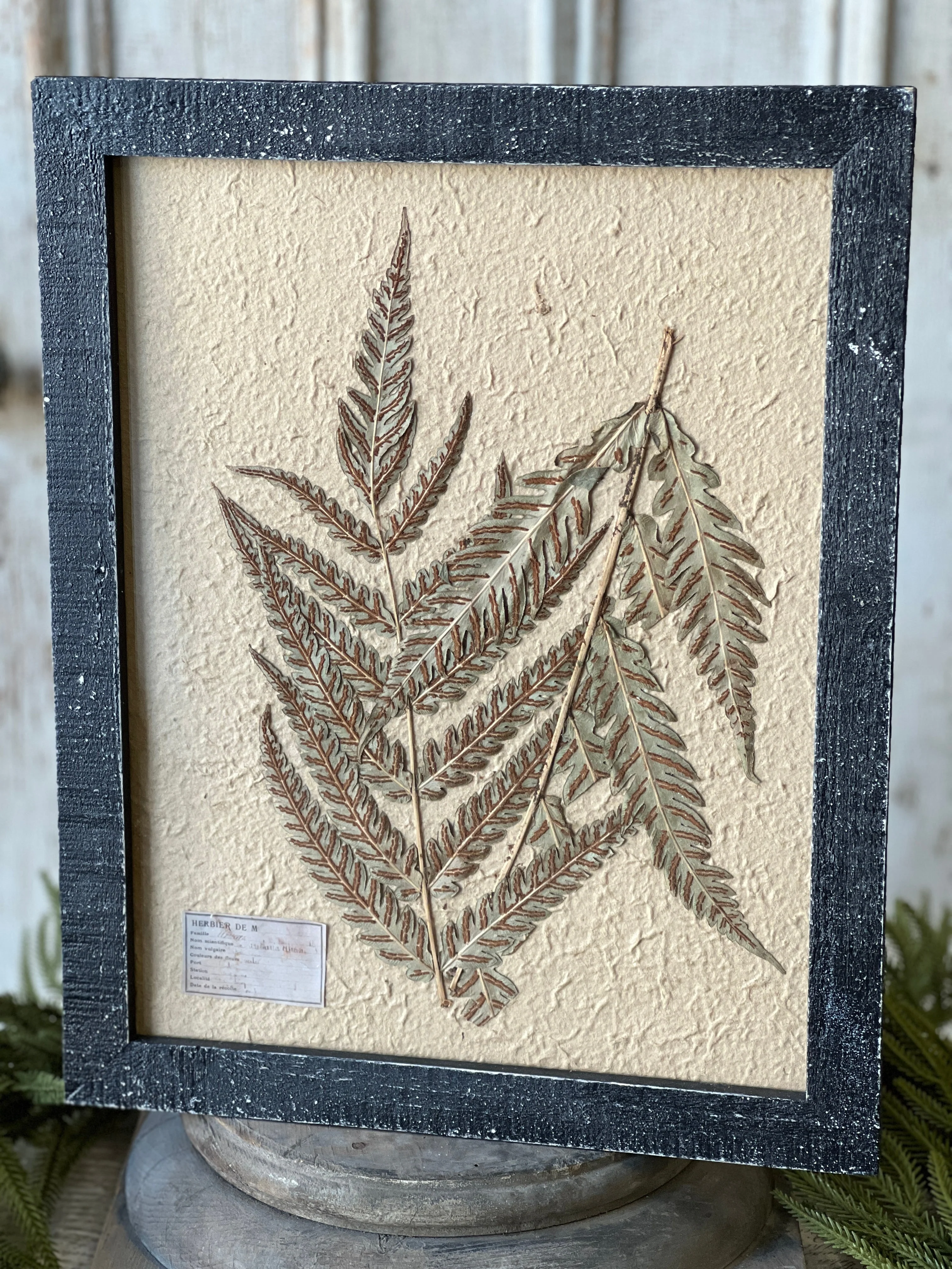 19.5" Framed Herbarium No. 1 - Image 3