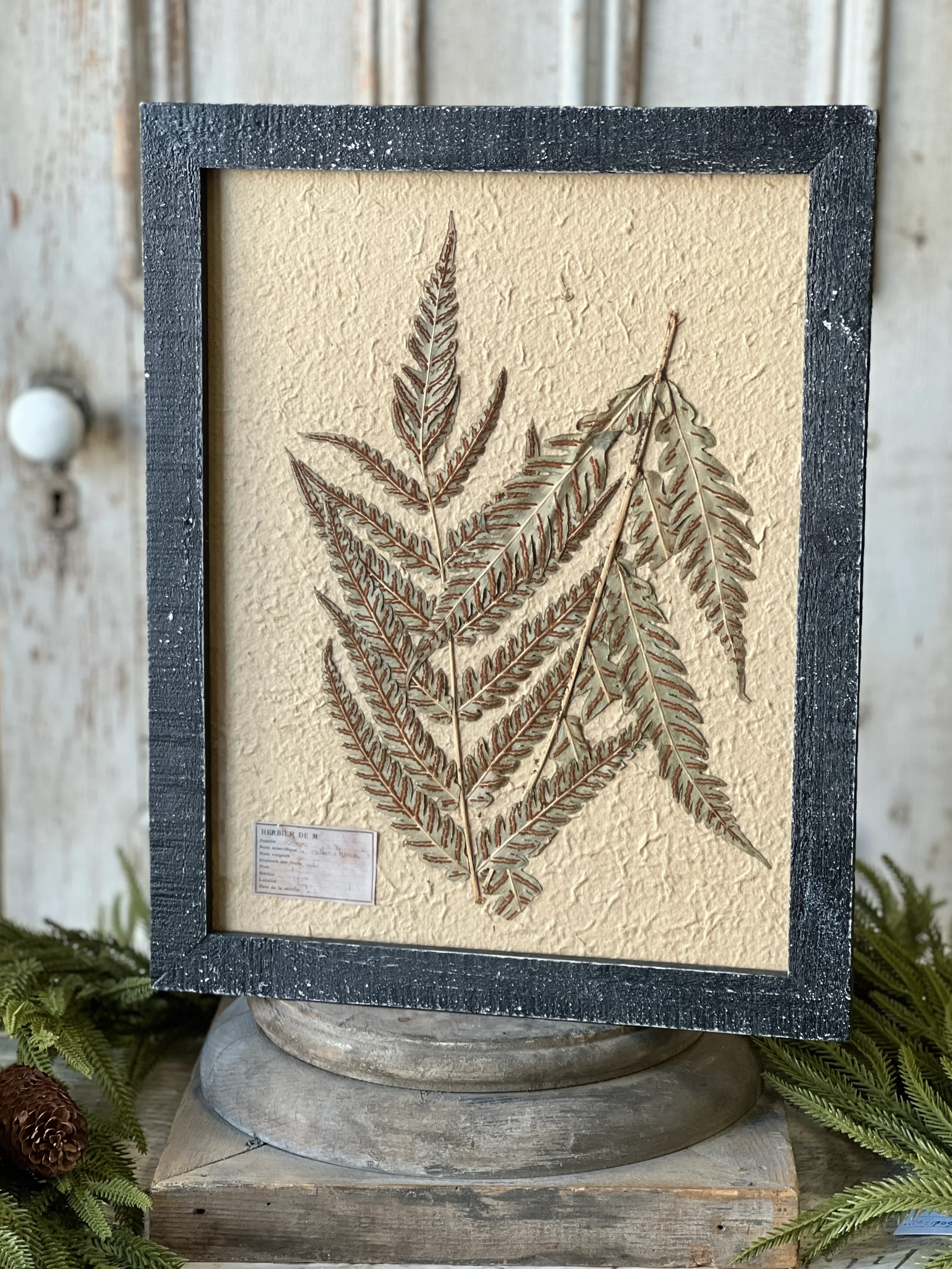 19.5" Framed Herbarium No. 1 - Image 4