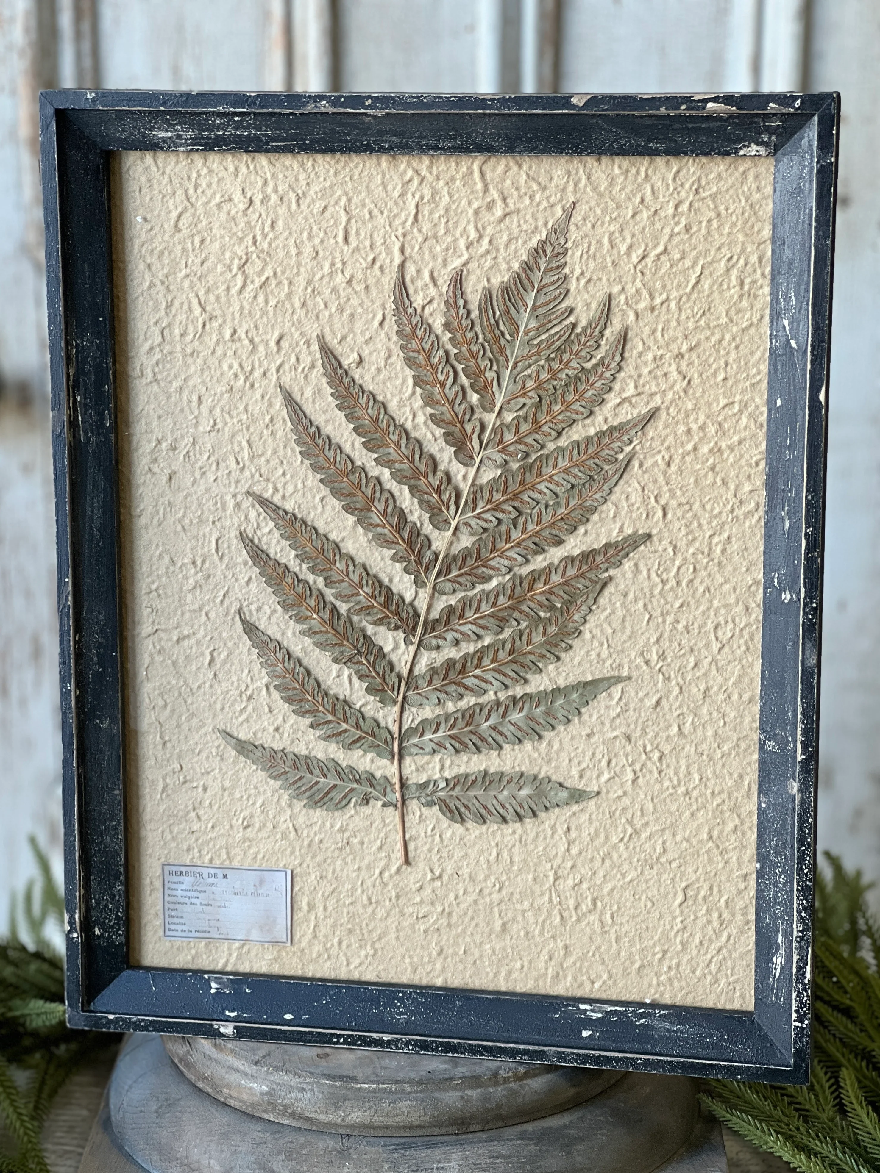19.5" Framed Herbarium No. 2 - Image 3