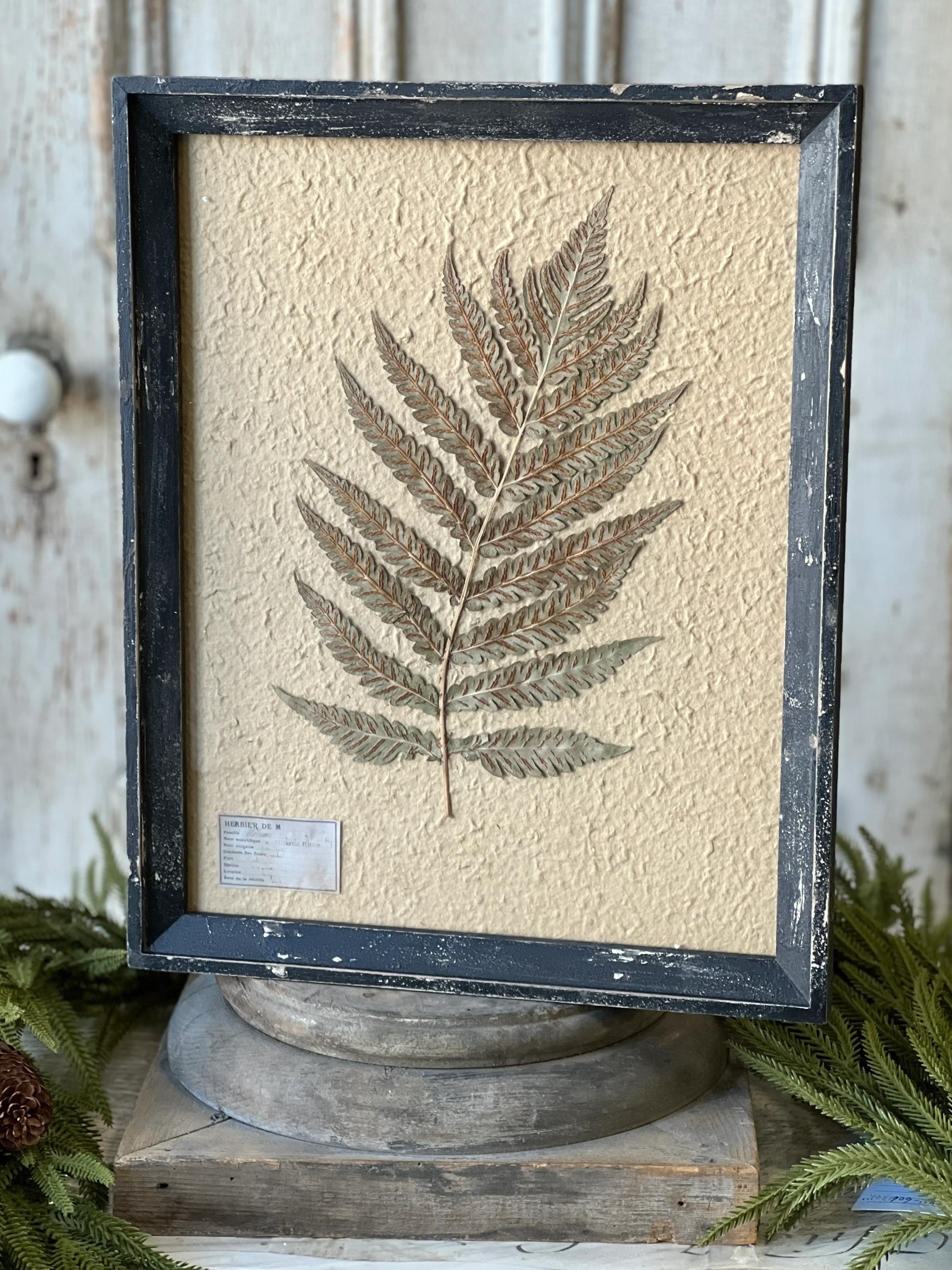 19.5" Framed Herbarium No. 2 - Image 4